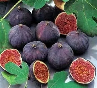 Olympian Fig - Ficus Carica - Live Well Rooted STARTER Plant • $20.99