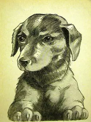 Rice SWEET DACHSHUND PUPPY 1931 Dog Art Print Matted • $20