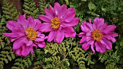 Japanese Anemone Huphensis. 24+ Fresh Seeds. • £1.29