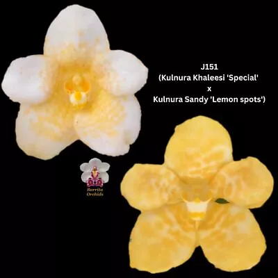 Sarcochilus Orchid Seedling. J151 (Kulnura Khaleesi 'Special' X Kulnura Sandy 'L • $13.50