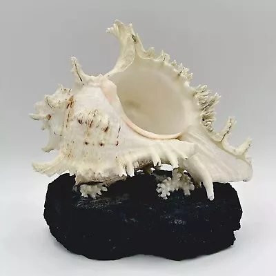 Large Natural Conch Sea Shell Murex Ramosus Pink Hues Mounted On Lava Rock!! • $32.87