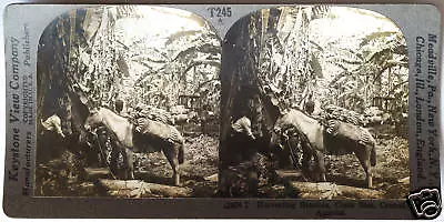 Keystone Stereoview Harvesting Bananas In Costa Rica From 1930’s T600 Set #T245 • $0.99