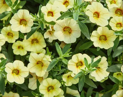 Calibrachoa Conga Lemon Million Bells 3 Plug Plant To Be Grown On • £5.95