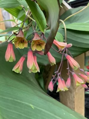 Bomarea Edulis| Plug Plant | Hardy Climber • £9.99