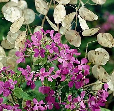 Money Plant Seeds Violet Silver Dollar Plant Lunaria Honesty Heirloom 50ct • $2.29