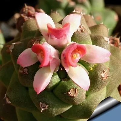 Monadenium Ritchiei ** Euphorbia * Pink Flowers * Succulent Plant Established • $13.05