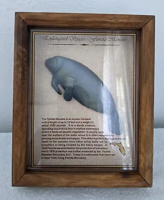 Vintage Shadow Box Art Florida Manatee Endangered Species Encased Framed 11X9 • $19.99