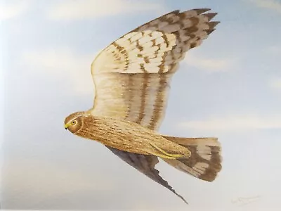 £33 • Buy Original Watercolour, 'Hen Harrier', Circa 1980's, Ian R Hornsby