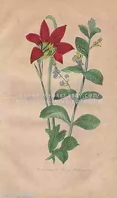 Brooklime-Rosy Habranthus-Flower-Hand Colored-1850 OLD ANTIQUE VINTAGE ART PRINT • $30