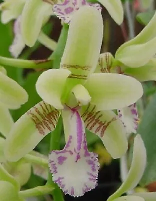 $70 • Buy Orchid Phalaenopsis (Sedirea) Japonica V.Blanco X Sib  Mounted