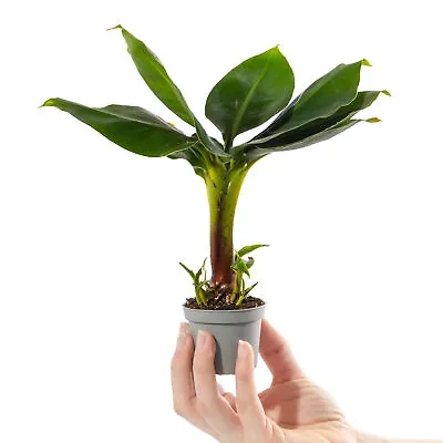 Baby Banana Plant Musa Acuminata Small Ornamental Indoor Houseplant In 6cm Pot • £8.99