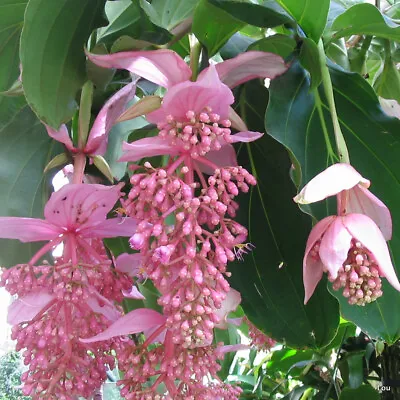 Medinilla Magnifica # 7 * PHILIPPINE ORCHID *  Indoor~The REAL One~This Plant • $69.50