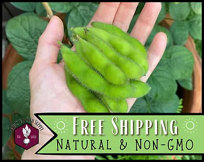 25+ Edamame Bean Seeds [BeSweet] Vegetable Gardening Heirloom Non-GMO • $5.99