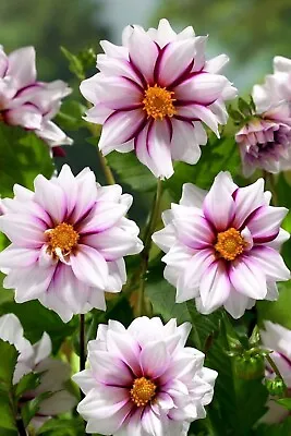 1x Dahlia 'Edge Of Joy' Garden Flower Tuber Buy Plant Now For Spring Easy Grow • £3.99