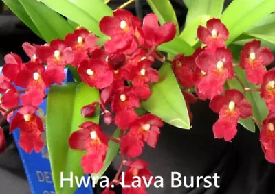 Oncidium Howeara Lava Burst 'Puanani'  Orchid Flask • $80