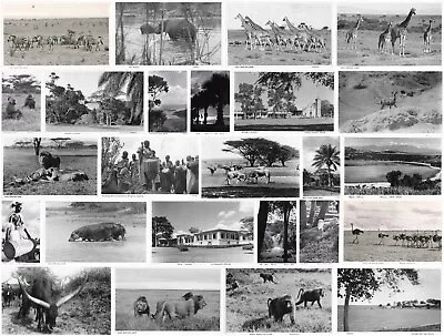 East African Game Animals Places - Real Photo Postcards Sold Singly C1953/1954 • £4.99