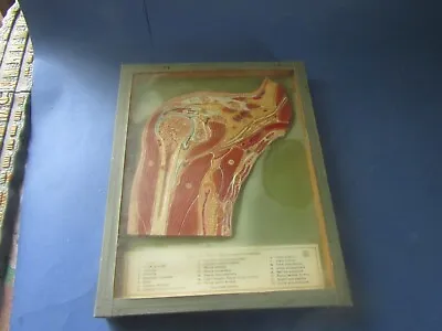 Frame Sketch Anatomy Anatomic Somso Anatomicals Model Vintage 1960-70 • $162.18