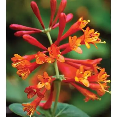 Honeysuckle Hardy Climbing Shrub Plant Dropmore Scarlet 9cm Nursery Pots T&M • £18.99