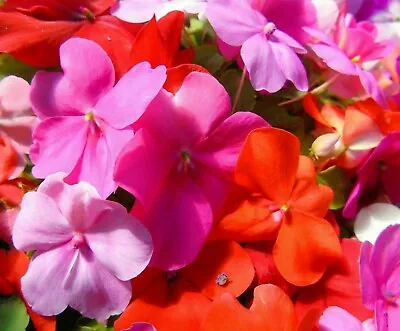 180 Seeds BUSY LIZZIE MIX IMPATIENS WALLERIANA+4  FREE REUSABLE PLANT LABEL  • £0.99