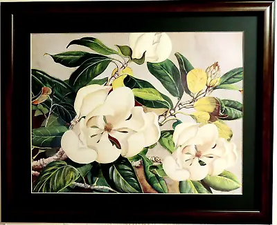 Magnolia Flower Picture Still Life Floral Matted Framed Print 16x20 • $67.95