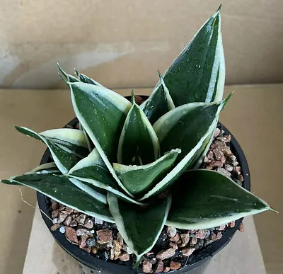 $30 • Buy Sansevieria Jade Marginata Plant (in 140mm Pot)
