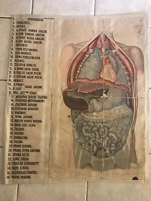 Original Vintage Medical Pull Down School Chart Of Viscera Stomach • $95