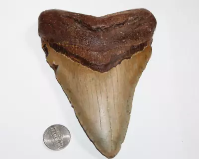 MEGALODON Shark Tooth Fossil No Repair Natural 5.75  HUGE BEAUTIFUL TOOTH • $96