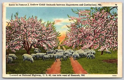 Postcard Scene J. Andrew Cohill Orchards Hagerstown & Cumberland MD Sheep L186 • $6.73