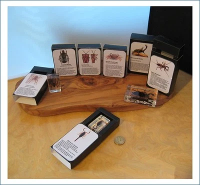 £25.95 • Buy Arthropods In Resin Real Insects Scorpion Beetles Spider With Card And Gift Box 
