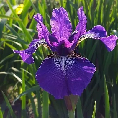 £3.25 • Buy Iris Sibirica  - Siberian Iris - Mixed Colours - Multi Buy Savings Available