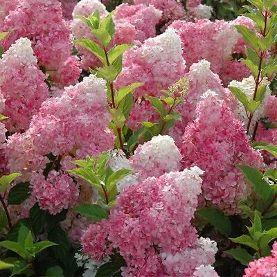 1 Live Vanilla Strawberry Hydrangea Cutting With Roots Perennial Brush 4 -6  • $12.90