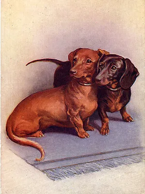 Dachshund Charming Dog Greetings Note Card Beautiful Dogs Sitting On A Rug • $3.11