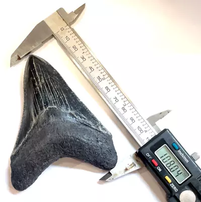 Megalodon Tooth Replica “Large” ~ 4.25 Inches Ex British Natural History Museum • £120
