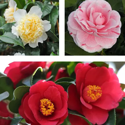 T&M Camellia Jap. Collection Plants Hardy Shrub Flowering Garden 3 X 9cm Pot • £29.99
