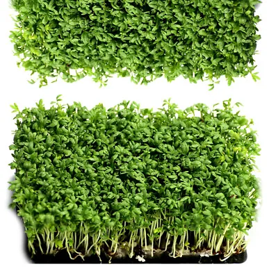 £2.99 • Buy Organic CRESS Seeds - Non GMO Sprouting Seeds - Healthy Microgreens - Sprouts - 