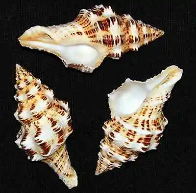 Fasciolaria Belcheri ~ Spindle Seashell 3  (2 Shells) • $5.51