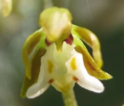 OoN Plectorrhiza Tridentata Species Orchid Mounted (Cedar Mts) • $25