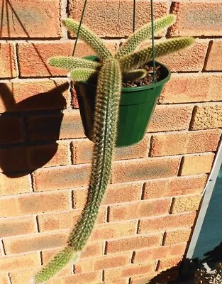 Golden Rat Tail Cactus (Cleistocactus Winteri) In Hanging Basket • $22