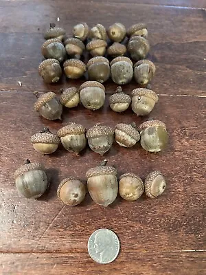 30 Medium Michigan Northern Red Oak Tree Acorns With Caps Seeds Fall Decoration • $14.99