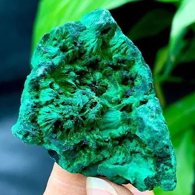 70g Natural Glossy Malachite Cat Eye Transparent Cluster Rough Mineral Sample • $7.50