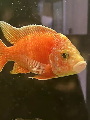 Male Sunset AULONOCARA Peacock Cichlid OB Malawi • £20