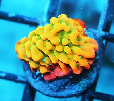 Jason Fox Beach Bum Montipora Zoanthids Paly Zoa SPS LPS Corals WYSIWYG • $4.99