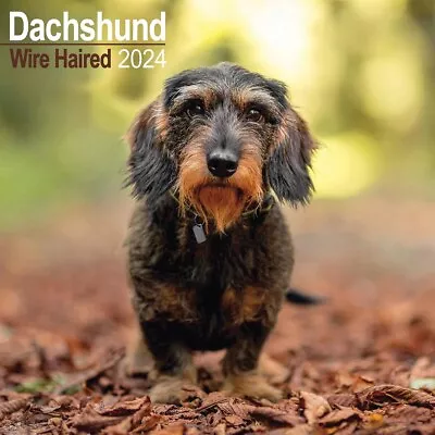 Wire Haired Dachshund Calendar 2024 - Dogs - Month To View • £8.48