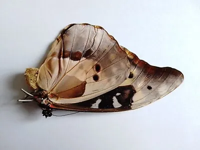   MORPHO R HELENA Ssp FEMALE A1 Data  Peru. EXCELLENT PRICE!!  • $74.59