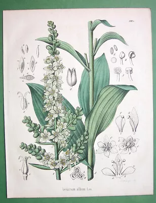 MEDICINAL PLANTS White Hellebore Veratrum Album - 1860 Color Botanical Print • $24.50