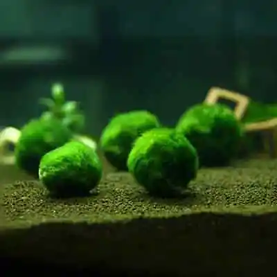 2PCS Marimo Moss Ball Aegagropila Linnaei Small Live Aquarium Plants • $7.36