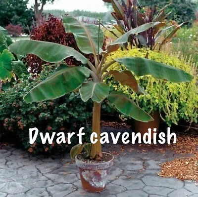 Musa - Dwarf Cavendish - 4-10”  2 Trees For The Price Of One. New Crop! • $16