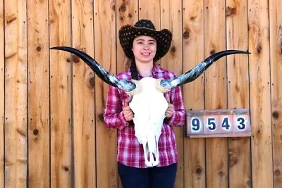 Real Steer Skull Art!! Polished Long Horns Mounted 3' 7  Cow Bull Longhorn H9543 • $0.99