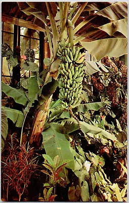 Longwood Garden Kennett Square Pennsylvania Tropical Terrace Banana VTG Postcard • $3.86