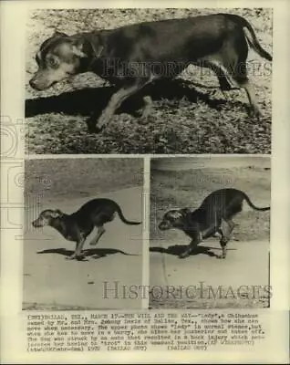 1972 Press Photo Dallas TX Chihuahua  Lady  Shows How She Can Move After Injury • $19.99